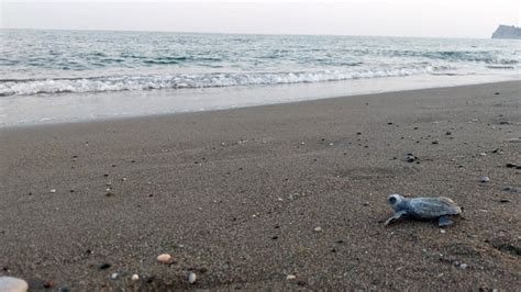  Hualong Huş Ormanı: Dalgalı Şelaleler ve Mavi Bir Denizle Buluşma!