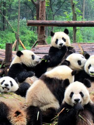  Chengdu Panda Bağçeşi: Sevimli Bambularla Dolu Bir Hayvan Cennetinde Macera Yaşayın!